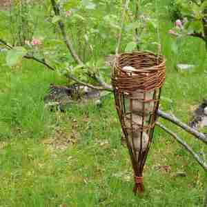Reddish brown willow bird feeder with fat balls hanging in an apple tree with blossom